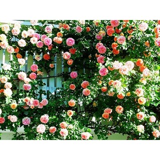 HẠT GIỐNG HOA HỒNG LEO MIX