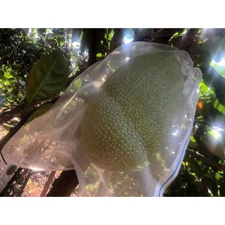 100 túi bọc mít cước Thái loại tốt kích thước 50x70