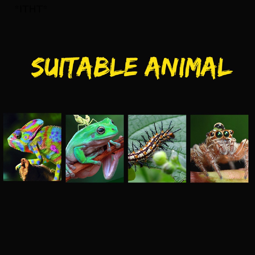 Hộp Đựng Thức Ăn Cho Bò Sát / Côn Trùng Bằng Nhựa Trong Suốt