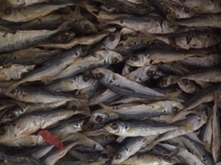 Combo 2 kg cá nục khô cửa lò