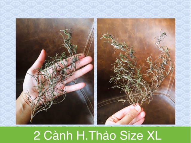 Cành Hương Thảo (khô và tươi) - Rosemary để nấu ăn, pha trà (8-10 cm, 18-20cm) - Homemade