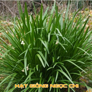 Hạt Giống Rau Hẹ Ta (Hạt Giống Ngọc Chi) - 2Gr