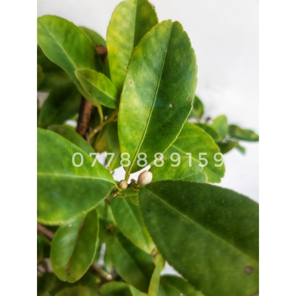 Cây chanh lớn đang trái 60-70cm