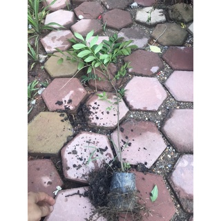 Cây Mắc Mật