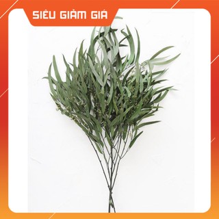 [FREE SHIP] Lá bạch đàn khô- Lá khuynh diệp trang trí- Phụ kiện chụp ảnh- Decor trang trí