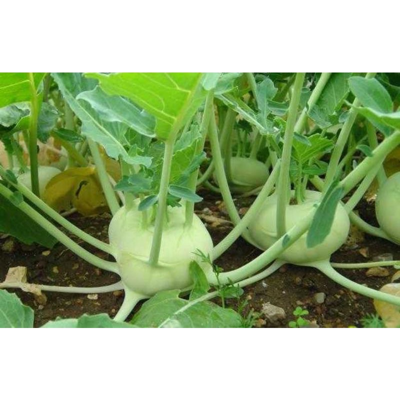 Hạt Giống Su Hào Gói 1gr