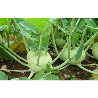 Hạt giống su hào gói 1gr