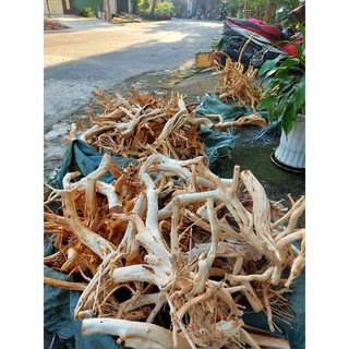 LŨA THUỶ SINH - LŨA HẢI SA QUỲ ( HÀNG ĐẸP TUYỂN CHỌN ĐỦ SIZE HỒ)