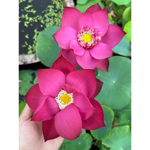 Củ sen Superlotus 14B