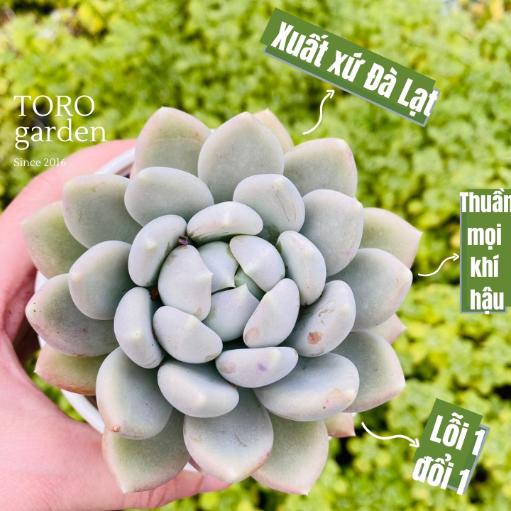 Sen đá sỏi xám Đà Lạt size trung bình cây cảnh trang trí nhà cửa Toro garden