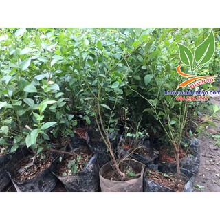 Việt quất Tứ quý đang trái