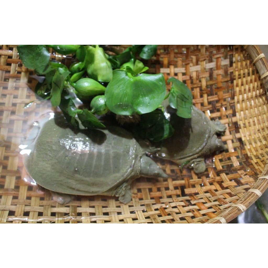 con giống baba, 2 con ốc bươu đen, lục bình, bèo tấm, bèo tây combo đủ để làm cảnh bể kính