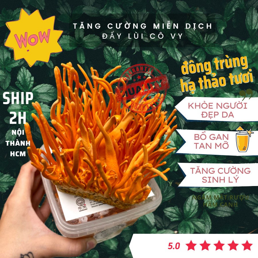 Đông Trùng Hạ Thảo Tươi MMG