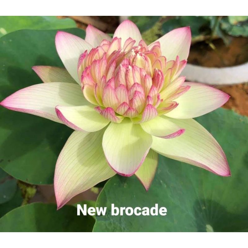 SEN THÁI : 15 màu. ngó giống