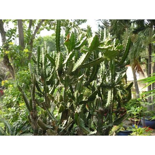 xương rồng ba cạnh ( xương rồng ông) - 1 thân