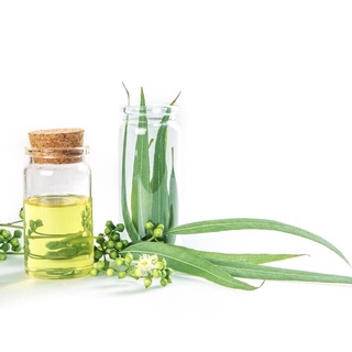 Tinh dầu bạch đàn chanh 10ml
