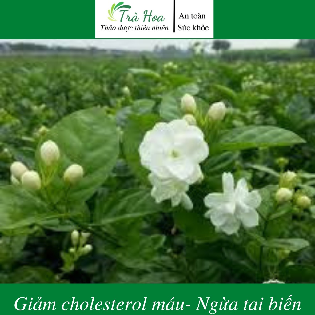 Trà hoa nhài, hoa nhài khô ngủ ngon, giảm mỡ bụng Trà Hoa Cô Ba