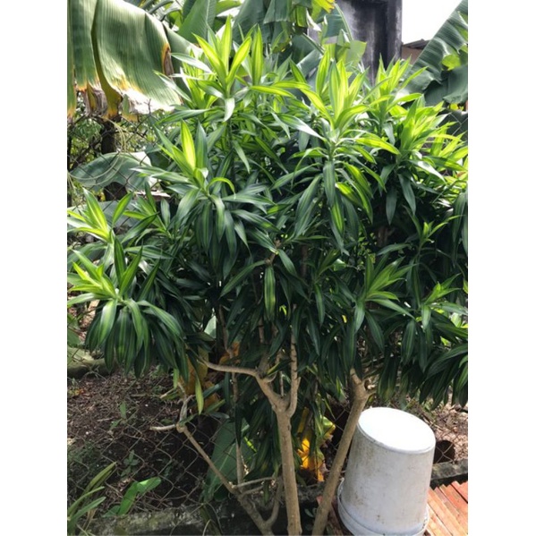 PHÁT TÀI BÚP SEN SỌC VÀNG