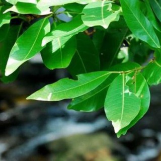 Cây vối/ chè trâm chữa bệnh. 1 cây