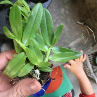 Hoa phong lan trầm tím - cây giống