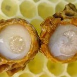 Sữa Ong Chúa Nguyên Chất 100% Thế Hồng Honey 50gr