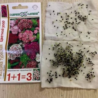 CẨM CHƯỚNG CHÙM MIX
