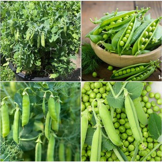 Hạt giống đậu hà lan xanh - 1 gói 50gr