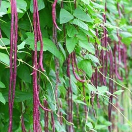 Đậu dài 🌱 tím 🎈 Giá rẻ nhất 10 baht 🎈 5 hạt đậu dài màu tím 🌱 Trồng một lần 🥦 Cho quả nhiều năm 👌 Có quả
