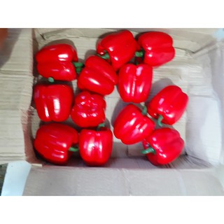 ớt chuông đỏ giả đà lạt