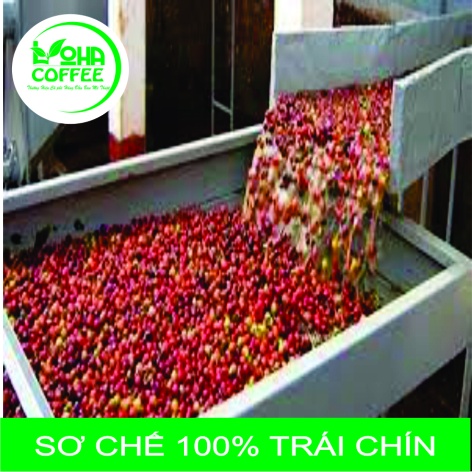 trợ giá] 500g Cà phê hạt ROBUSTA rang xay nguyên chất Pha Phin đậm vị, mạnh, hậu ngọt -LOHA COFFEE - cà phê Loha - cafe