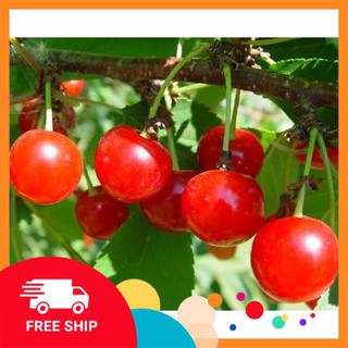 10 Hạt giống Anh đào (Cherry) (tặng gói Kích nẩy mầm và Hướng dẫn) KHUYẾN MẠI TRONG NGAY