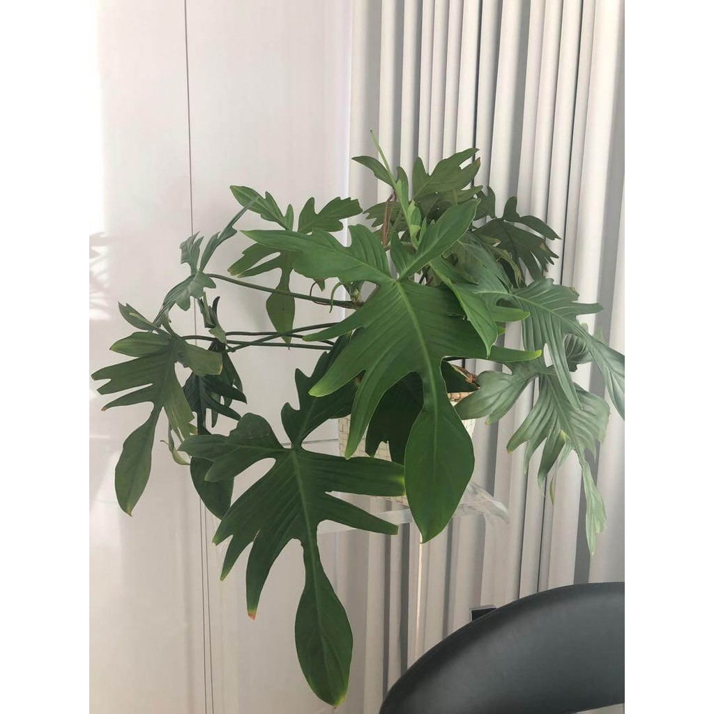 Cây Philodendron Florida Ghost (Trầu Bà Cánh Én, Trầu Bà Én) rất nhiều nodes để nhân giống chậu nhựa