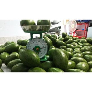 CÂY GIỐNG BƠ TRỒNG CHẬU. [ CÂY GHÉP CHO QUẢ SỚM ]. [RẺ HƠN HOÀN TIỀN]
