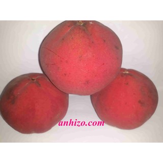 Trái Hồng Nhung 1kg Đẳng Câ'p Đại Gia Tăng Sức Đề Kháng, Giảm Cân, Đóng Gói Sang Trọng - Đặc Sản OhKHOn