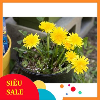 50 Hạt giống Hoa Bồ Công Anh (tặng gói kích nẩy mầm và hướng dẫn) VIETPHAT