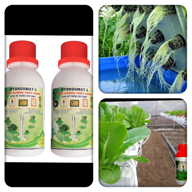 Phân Dung dịch dinh dưỡng thủy canh, Phân Thủy Sinh Cao Cấp (Tôt Cho Rau-Củ-Quả)