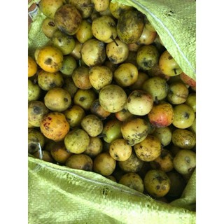 1kg táo mèo tươi