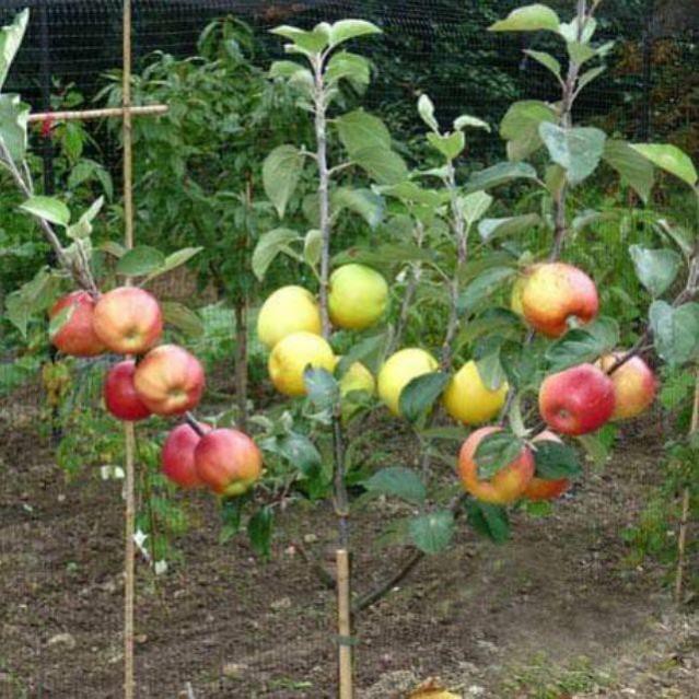 Cây táo đỏ trồng chậu ra quả sau 8 tháng