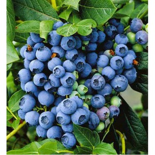 Hạt Giống Việt Quất / BlueBerry (20H) - Ngọt, Dinh Dưỡng - MUA 3 TẶNG 1 CÙNG LOẠI