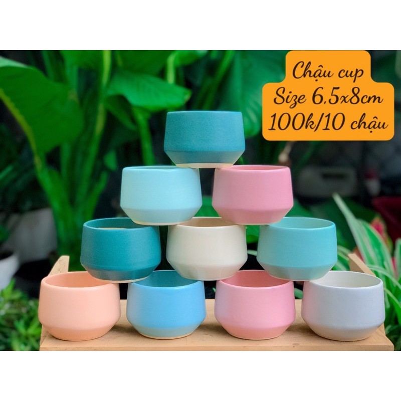 COMBO 10 CHẬU SỨ CAO CẤP CHỈ 100k