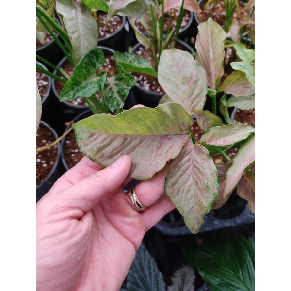Chậu cứng Syngonium pink spot