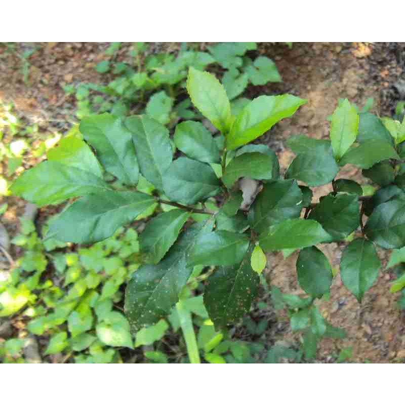 Combo 1kg cây Duối nhám dùng làm dược liệu