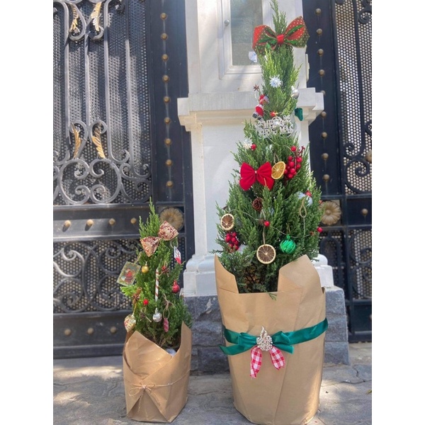 Cây sơn tùng trang trí noel