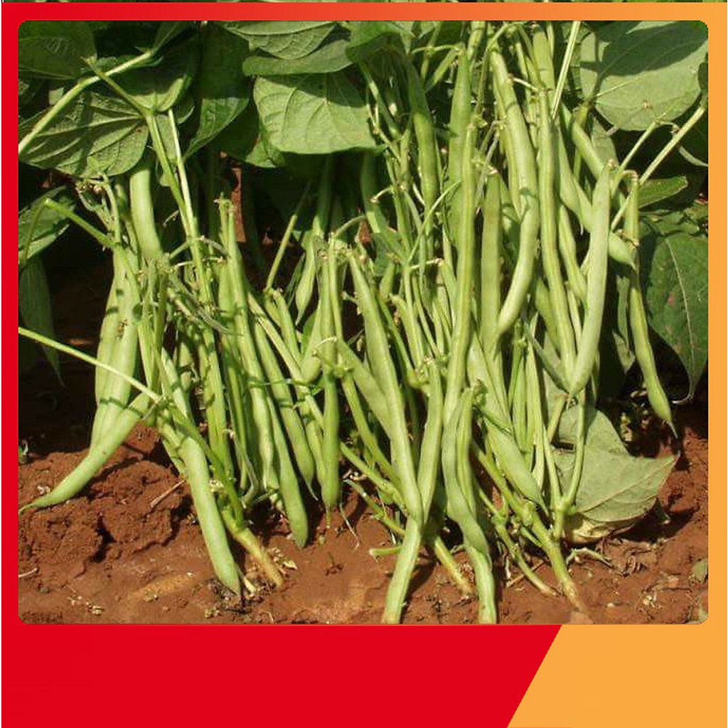 Hạt giống đậu cove bụi siêu trái