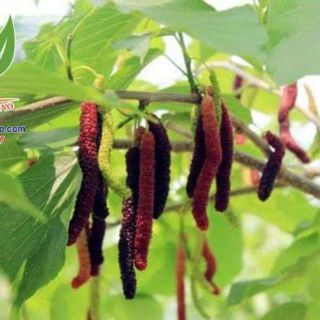 Dâu dài Đài Loan đang trái cây cao 1m