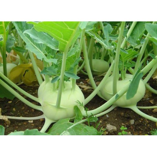 Hạt Giống Xu Hào Xanh Cao Sản Gói 0.5G - Khu Vườn Ban Công