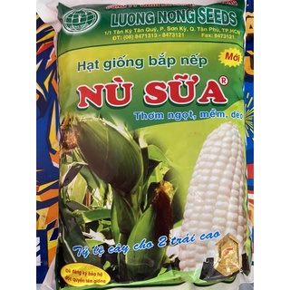1 kí hạt giống bắp nù sữa