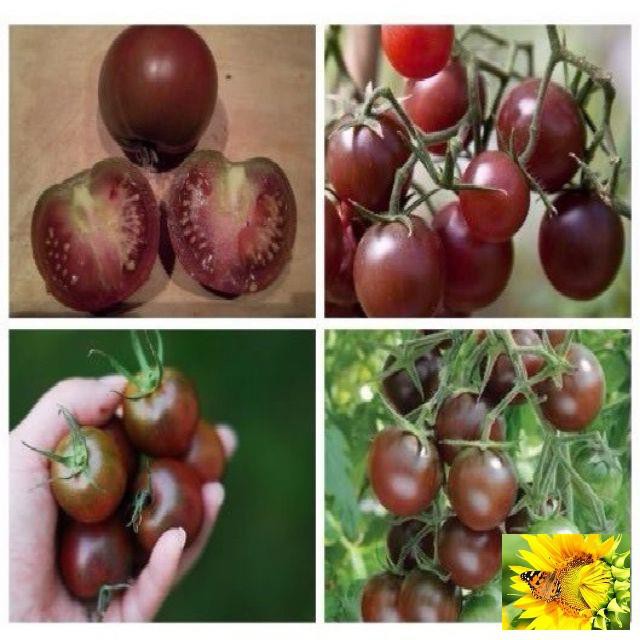 Gói 30 hạt giống cà chua socola