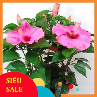 5 Hạt giống hoa Dâm bụt lùn (tặng gói kích nẩy mầm và hướng dẫn) VIETPHAT