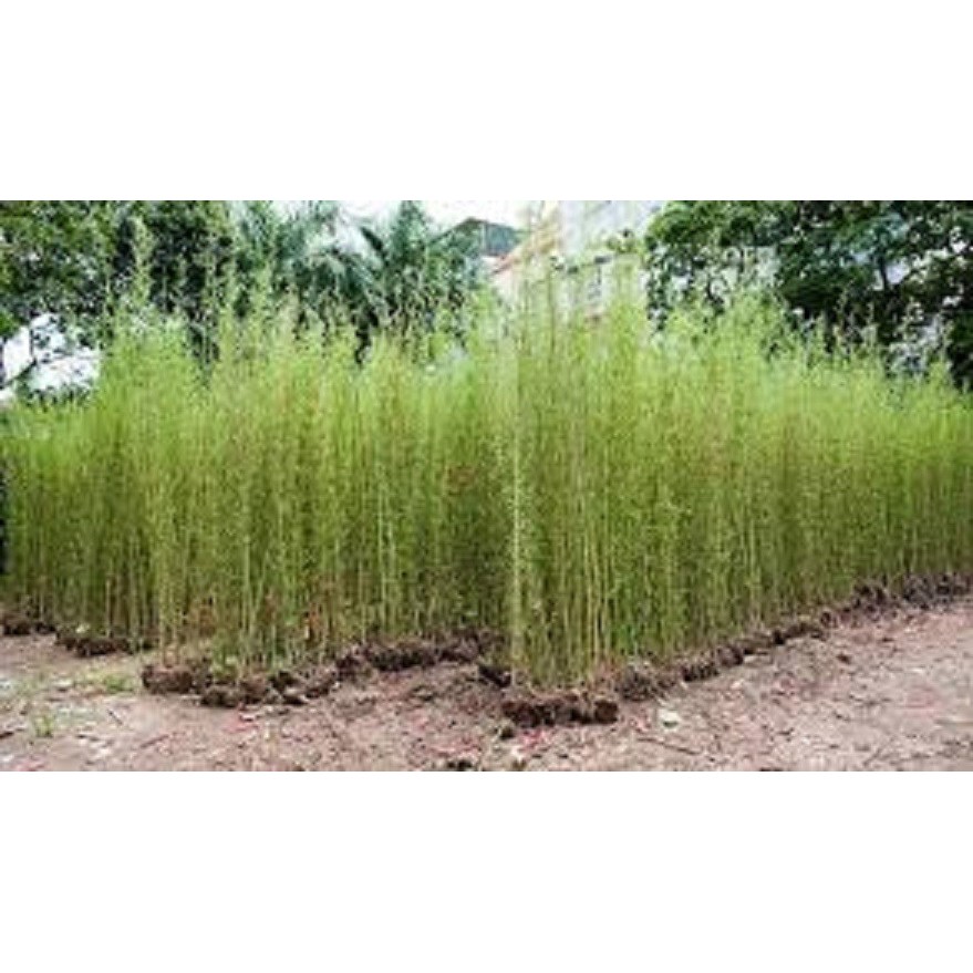 1 BỤI CÂY GIỐNG TRÚC QUÂN TỬ,CAO 2M,CAM KẾT GIỐNG CHUẨN LOẠI 1